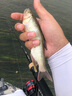 DAIWA達億瓦 2019新款 BASS X Y 路亞竿 路亞釣魚(yú)竿碳素 路亞遠投釣竿 釣竿 漁竿 662LS.Y（1.98米軟調直柄） 曬單實(shí)拍圖