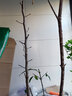 棗樹(shù)苗 盆栽地栽冬棗樹(shù)苗 當年結果南北方種植嫁接樹(shù)苗雪棗苗 6年盆栽苗 60cm(含)-69cm(含) 曬單實(shí)拍圖