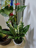 白掌盆栽水培植物辦公室內花卉好水養的綠植紅掌z6 特級白掌+特級紅掌北歐吸水盆 含盆 曬單實(shí)拍圖