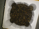一播大地 香菜籽 芫荽籽 種子蔬菜 陽(yáng)臺菜園種子 盆栽種子 高出芽率 耐抽苔香菜種子原裝30g 曬單實(shí)拍圖