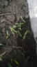 中科茂華 蔬菜西芹小香芹種子 歐諾德星馳 生長(cháng)快速顏色淡黃亮度高 不空心 80克/盒 基地種植 香芹種子80克/盒 曬單實(shí)拍圖