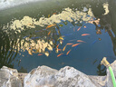 長(zhǎng)鹿金牌玻璃膠中性酸性透明防水廚衛(wèi)魚(yú)缸門(mén)窗耐候槍黑瓷白銀灰色 長(zhǎng)鹿中性透明220ML 曬單實(shí)拍圖