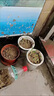 大愛(ài)婧騎（正常發(fā)貨）香草種子驅蚊除蟲(chóng)種子花種子庭院陽(yáng)臺盆栽花卉草種子 捕蠅草100粒 曬單實(shí)拍圖