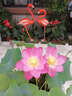 鴻日光輝婚慶道具花園景觀園林櫥窗火烈鳥大擺件玻璃鋼雕塑擺設(shè)裝飾工藝品 一對(duì)兩只 曬單實(shí)拍圖