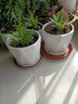 裕軒堂陶瓷花盆簡(jiǎn)約辦公室綠蘿吊蘭文竹榕樹(shù)室內多肉家用白色盆個(gè)性桌面 2023清新組合（四個(gè)中號） 中等 曬單實(shí)拍圖