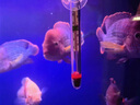 BOX&WATER魚缸加熱棒加熱器 自動(dòng)恒溫 變頻恒溫棒加溫棒恒溫器水族箱電熱棒 PID智能變頻加熱棒300W 曬單實(shí)拍圖