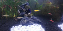 咪貝萌小魚缸造景小擺件人物房子釣魚翁水族箱裝飾品微景觀蝦金魚造景石 二寸漁翁 曬單實(shí)拍圖