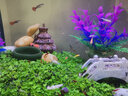 小型熱帶魚(yú)活體活物親嘴魚(yú)曼龍魚(yú)金元寶虎皮寶藍鳳凰寵物魚(yú)觀(guān)賞魚(yú) 彩群魚(yú)顏色隨機8條 曬單實(shí)拍圖