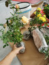 凝慧玫瑰花苗灌木切花月季室內外陽(yáng)臺庭院花園盆栽地栽耐熱耐寒花卉 金絲雀【灌木系列】 中苗 曬單實(shí)拍圖