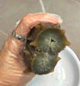 賜參堂即食海參大連鮮食海參禮品高品質(zhì)遼刺參 7-10頭 滋補海鮮水產(chǎn) 遼刺參500g/袋 曬單實拍圖