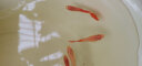 卡奇鱼 孔雀鱼 凤尾鱼 胎生鱼 热带观赏鱼淡水活体鱼小型鱼纯种好养易活 大耳孔雀鱼3对 实拍图