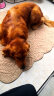 楚克奇（CHUKCHI）狗垫子四季通用中大型犬大号睡觉宠物用品地垫精美绣花毯被沙发垫 凤尾花 XL号90*120CM 实拍图