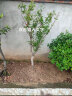 突尼斯軟籽石榴樹(shù)苗露天庭院陽(yáng)臺盆栽地栽石榴苗果樹(shù)苗木 9年苗結果一家吃不完 111cm(含)-140cm(含) 曬單實(shí)拍圖