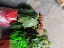 長(zhǎng)壽花盆栽重瓣花苗大花室內(nèi)綠植好養(yǎng)帶花苞觀花植物 長(zhǎng)壽花粉色(條紋陶瓷盆大號(hào)) 含盆 曬單實(shí)拍圖