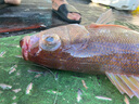 玄木海釣肚頂腰帶竿托釣魚腰頂肚頂支架船釣海釣裝備漁具 藍(lán)色中間部位已調(diào)正為黑色 曬單實拍圖