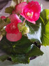 麗格海棠玫瑰海棠花盆栽帶花發(fā)貨客廳陽(yáng)臺(tái)花卉盆栽植物四季開(kāi)花 西瓜粉色 不含盆 曬單實(shí)拍圖