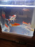 AIPHAROW冷水觀(guān)賞魚(yú)好養耐活淡水大中小型魚(yú)珍珠碟尾蘭壽金魚(yú)活體草金耐活 混搭泰獅 4-5CM3條（無(wú)起頭） 曬單實(shí)拍圖