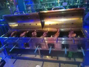 優(yōu)束無(wú)煙烤羊腿爐子全自動(dòng)商用全羊羊排雞兔子魚(yú)豬木炭燃氣燒烤爐烤箱 六頭無(wú)煙烤羊腿爐 曬單實(shí)拍圖