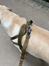 出眾者狗背帶狗狗牽引繩胸背帶狗繩小中型犬夏季狗鏈柯基柴犬邊牧遛狗繩 狼棕色（牽引繩+胸背帶） L（建議（75-110斤內(nèi)） 曬單實(shí)拍圖