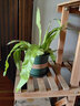 歐芽蕨類植物鐵線蕨波士頓蕨室內(nèi)盆栽植物 鳥巢蕨120#【加侖盆】 曬單實拍圖