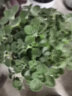 御卉閣 碰碰香盆栽 香草多肉植物 一抹香花卉綠植盆栽 室內辦公室桌面陽(yáng)臺四季種植 原盆原土發(fā)貨 碰碰香+白色懶人盆 曬單實(shí)拍圖