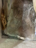 歐因冰鮮迷你八爪魚4斤海鮮水產(chǎn)深海捕撈火鍋食材爆頭短腿海捕章魚 短腿迷你八爪魚4斤 曬單實拍圖