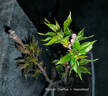 花幽谷高桿櫻花樹(shù)苗盆栽櫻花花苗日本嫁接櫻花樹(shù)庭院別墅綠化大型風(fēng)景樹(shù) 60-80厘米高小苗【1顆】 其他 曬單實(shí)拍圖