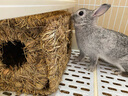 兔子 龍貓 豚鼠荷蘭豬大號 草窩 棉窩 過(guò)冬保暖 折疊草窩 曬單實(shí)拍圖