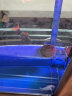 诗轩 [深水龟]圆澳龟水龟深水混养乌龟活体清缸神器红纹曲颈龟吃垃圾鱼粪便清洁乌龟圆奥龟乌龟活物 4-5 厘米 盟宠 一只 实拍图