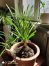 酒瓶蘭 象腿樹(shù) 多漿植物綠植盆栽 觀(guān)莖賞葉花卉 盆栽綠植 酒瓶蘭(球徑7-8cm) 不含盆 曬單實(shí)拍圖