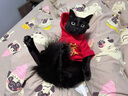 曇蓓漫貓咪衣服秋冬季保暖寵物小貓狗狗圣誕衣布偶貓過年加絨衛(wèi)衣防掉毛 連帽款-新年發(fā)【升級加絨】 S碼（建議3-5斤） 曬單實拍圖