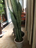 虎皮蘭大盆虎尾蘭盆栽客廳新裝修房子凈化空氣銀脈大顆虎皮蘭 銀脈80厘米左右(含盆) 曬單實(shí)拍圖