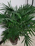 意軒客廳大型植物散尾葵室內花卉綠植大盆栽袖珍椰子苗鳳尾竹四季常青 1米-1.1米 不含盆 曬單實(shí)拍圖
