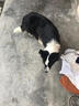 哇米邊牧犬專用狗玩具不倒翁狗狗解悶漏食器智力益智漏食球耐咬寵物 寵物漏食器【狗狗益智玩具】 曬單實(shí)拍圖