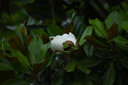 適馬（SIGMA） 150-600mm F5-6.3 DGOS HSM全畫幅防抖打鳥長焦鏡頭C版鏡頭 尼康口 曬單實拍圖