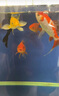 大拇指錦鯉魚飼料小金魚蘭壽觀賞魚食顆粒色揚魚糧通用型 300g桶/4毫米 曬單實拍圖