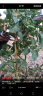 南水灌溉绑枝机西红柿黄瓜葡萄绑蔓枪绑枝绑架器绑藤捆绑机结束器套装 实拍图