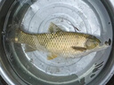 夢(mèng)巴赫（monbacher）日本原絲魚(yú)線(xiàn)谷麥釣專(zhuān)用線(xiàn)耐磨抗卷前打線(xiàn)子線(xiàn)主線(xiàn)一縷即直尼龍線(xiàn) 【168米/盤(pán)】2.0號 168米 曬單實(shí)拍圖