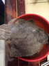 道樓鮮閣多寶魚(yú)鮮活比目魚(yú)大菱鲆海鮮魚(yú)類(lèi)水產(chǎn)冷凍海鮮多寶魚(yú) 1.7斤/條 簡(jiǎn)裝 850g 曬單實(shí)拍圖