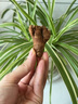 獨(dú)愛（DUAR）廣東沙姜新鮮沙姜山奈老姜土特產(chǎn)食用椰子雞蘸料調(diào)味配料 1斤 曬單實(shí)拍圖
