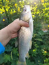 NT80魚線主線子線強(qiáng)拉力超柔軟尼龍釣魚德國(guó)原絲漁線漢諾威釣魚線 50米 0.6號(hào) 酒紅主線【高端魚線 單卷裝】 曬單實(shí)拍圖