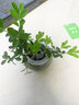 水培黃楊桌面盆景綠植物小盆栽造型樹(shù)羅漢松老樁水養(yǎng)辦公室內(nèi)好養(yǎng) 【90%選擇】小黃楊+白色陶瓷盆 曬單實(shí)拍圖