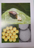 圖解昆蟲學(xué) 科學(xué)出版社 曬單實(shí)拍圖