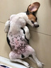 帥帥名寵帥比格犬小型短毛犬保純種活體寵物幼犬  英國小獵犬60天健康保障 寵物級(jí) 曬單實(shí)拍圖
