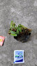 鹿凌青金麒麟盆栽玉麒麟盆栽綠植花卉多肉防植物不含盆 麒麟掌 曬單實(shí)拍圖