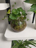 銅錢(qián)草水培植物水養盆栽 金錢(qián)草室內桌面花卉 四季綠植辦公室盆景 時(shí)尚圓球玻璃50節根芽+彩石+營(yíng)養液 曬單實(shí)拍圖
