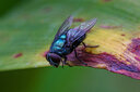 圖麗FiRIN 100mm F2.8 FE口全畫幅微距鏡頭微單相機(jī)中遠(yuǎn)攝百微人像鏡頭 官方標(biāo)配 索尼E卡口 曬單實(shí)拍圖