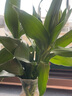 綠有意觀音竹富貴竹水培植物帶根花卉綠植綠蘿室內(nèi)盆栽轉運竹子水養(yǎng)好養(yǎng) 芳香滿屋】觀音竹冬瓜+梔子花 曬單實拍圖