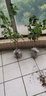 三角梅苗三角梅花卉室內(nèi)陽(yáng)臺(tái)植物盆栽陽(yáng)臺(tái)地栽重瓣爬藤盆景大苗 長(zhǎng)期長(zhǎng)久 四季循環(huán)開花 晴空3年苗 默認(rèn) 曬單實(shí)拍圖