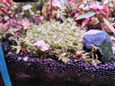 森淵（SENYUAN）魚(yú)缸沉木造景莫斯水草散裝莫絲陰性活體植物火焰大三角鹿角苔垂淚 翠綠色 火山石美鳳5-8cm 曬單實(shí)拍圖